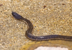Thamnophis validus celaeno