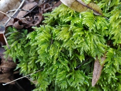 Thamnobryum alopecurum