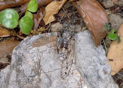 Cicada