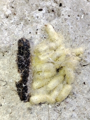 Cotesia glomerata bracovirus