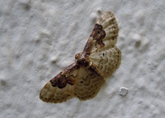 Idaea rusticata