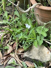 Leptosia