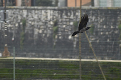 Corvus cornix × corone