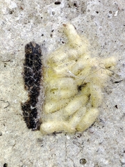 Cotesia glomerata bracovirus