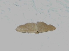 Idaea belemiata