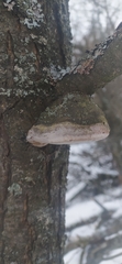 Phellinus pomaceus