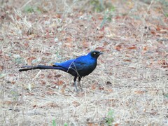 Lamprotornis caudatus