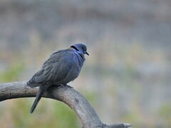 Streptopelia decipiens