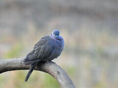 Streptopelia decipiens