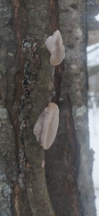 Phellinus pomaceus