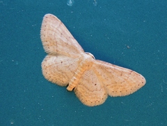 Idaea obsoletaria