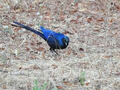 Lamprotornis caudatus