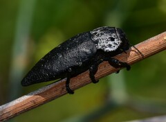 Capnodis
