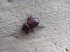 Archophileurus