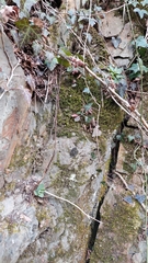 Hylotelephium caucasicum