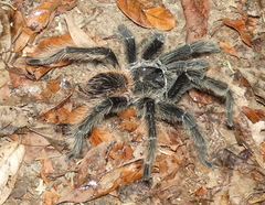 Lasiodora