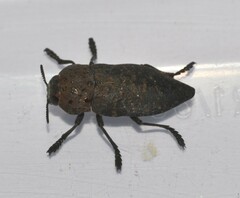 Capnodis tenebricosa