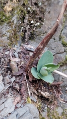 Hylotelephium caucasicum