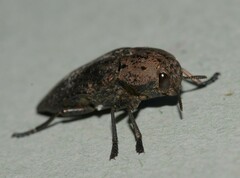 Capnodis tenebricosa