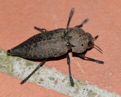Capnodis tenebricosa
