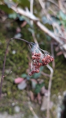 Hylotelephium caucasicum