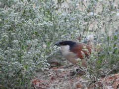 Centropus senegalensis