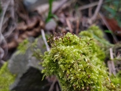 Brachytheciastrum velutinum