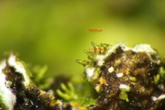 Melanohalea elegantula