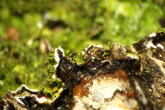 Melanohalea elegantula