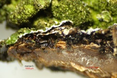 Melanohalea elegantula