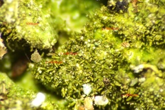 Melanohalea elegantula