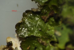 Melanohalea elegantula