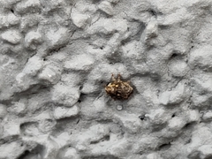 Ceutorhynchus pallidactylus