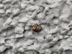 Ceutorhynchus pallidactylus