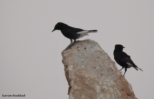 Oenanthe leucura