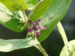 Calotropis gigantea