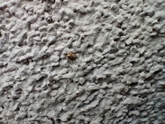 Ceutorhynchus pallidactylus