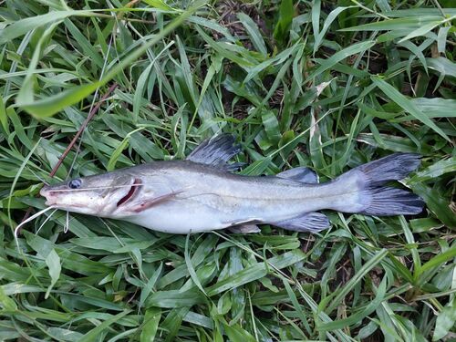 Asian redtail catfish (Hemibagrus nemurus) — Bagridae — 5