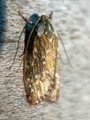 Euchaetis metallota