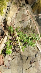 Galium spurium