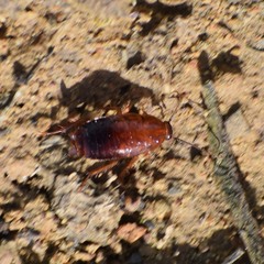 Parcoblatta americana