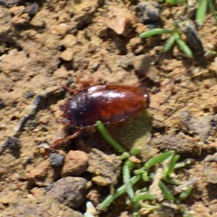 Parcoblatta americana