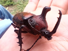 Golofa pelagon