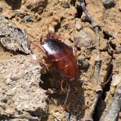 Parcoblatta americana