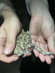 Sclerophrys gutturalis