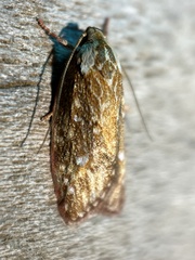 Euchaetis metallota