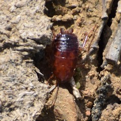 Parcoblatta americana