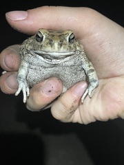 Sclerophrys gutturalis