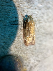 Euchaetis metallota