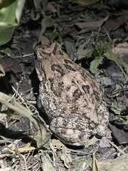 Sclerophrys gutturalis